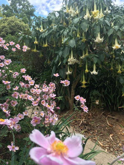 Adelaide Hills B & B Accommodation - Accommodation Gladstone 6