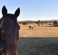 Clydesdale Cottage on Talga with real Clydesdale Horses - Accommodation Gladstone