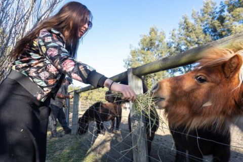 Jervis Bay Luxury Farm Escape - Accommodation Gladstone 5
