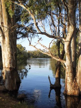 Barham Riverland Motel - Accommodation Gladstone 1