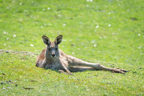 Halls Gap Motel - Accommodation Gladstone 5