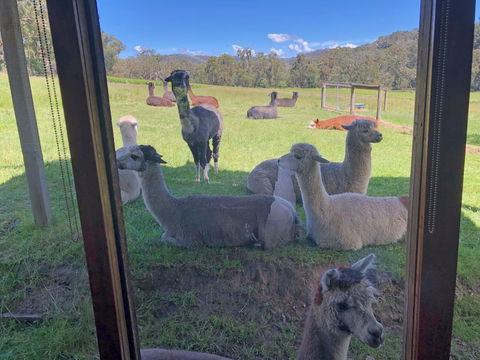 Valley Farm Vineyard Cottages - Accommodation Gladstone 2