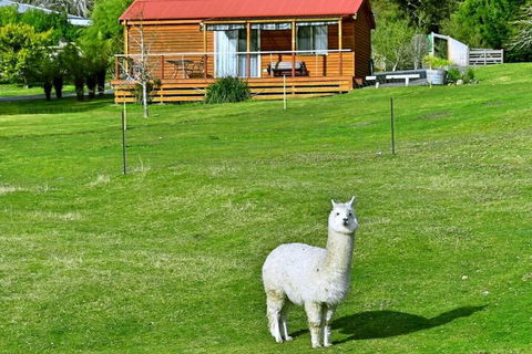 Maydena Mountain Cabins - Accommodation Gladstone 2