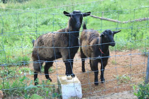 Alstonville Country Cottages - Accommodation Gladstone 0