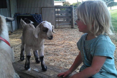 Fernleigh Farmstay & Bike Park - Accommodation Gladstone 5