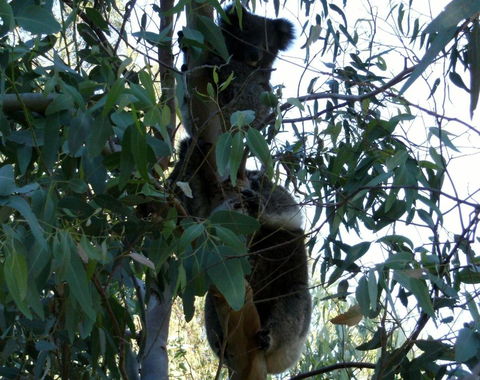 Friends At McLaren Vale - Accommodation Gladstone 1