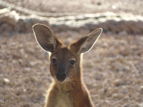 On The Deck @ Shark Bay - Accommodation Gladstone 3