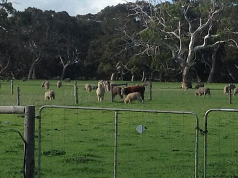 Breakaway Farmstay - Accommodation Gladstone 1