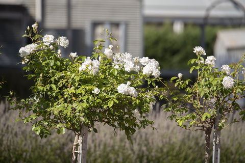 The Nest At Gundaroo - Accommodation Gladstone 4