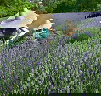 Lavandula Swiss Italian Farm - Accommodation Gladstone