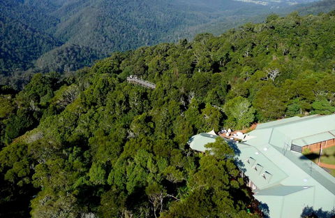 Canopy Cafe - Accommodation Gladstone 0