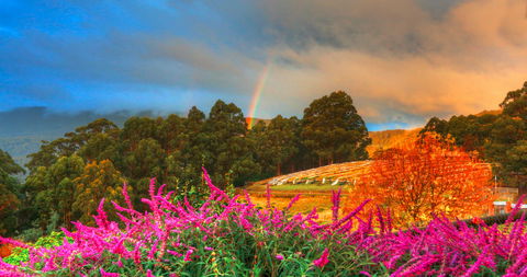 Hartzview Vineyard Heritage Pickers Hut Village - Accommodation Gladstone 2