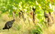 Stoney Rise Wine Company - thumb 2