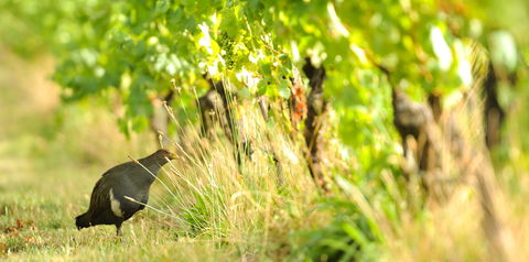 Stoney Rise Wine Company - Accommodation Gladstone 2
