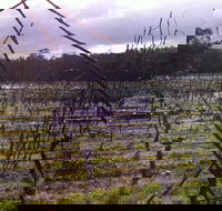 Darlington Vineyard - Accommodation Gladstone