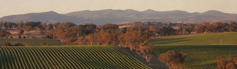Angullong Cellar Door - Accommodation Gladstone 1