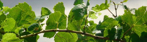 Angullong Cellar Door - Accommodation Gladstone 2