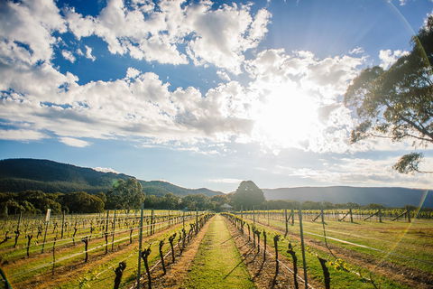 Fallen Giants Vineyard - Accommodation Gladstone 0