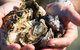 Freycinet Marine Farm - thumb 2
