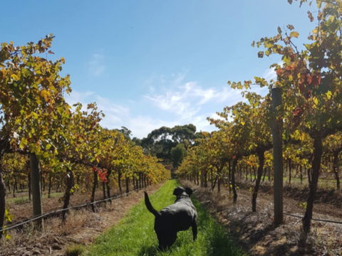 Ruddenklau Wines - Accommodation Gladstone 0