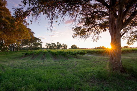 Bleasdale Vineyards - Accommodation Gladstone 2