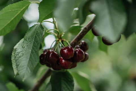 Cherryhill Orchards - Accommodation Gladstone 1