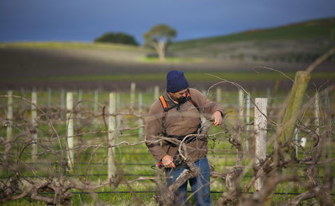 Kurtz Family Vineyards - Accommodation Gladstone 0