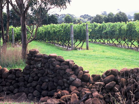 Spring Vale Vineyard - Accommodation Gladstone 0