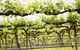 Borambola Wines - thumb 1