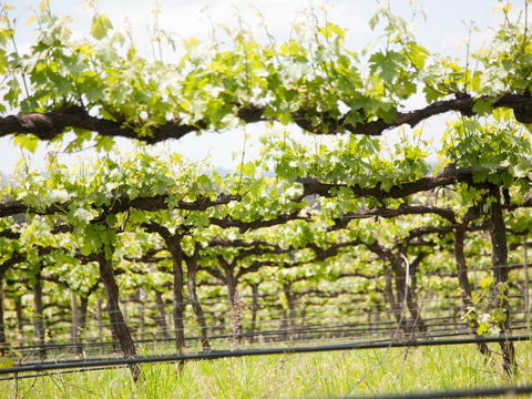 Borambola Wines - Accommodation Gladstone 1