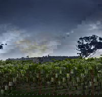 Dalrymple Vineyards - Accommodation Gladstone
