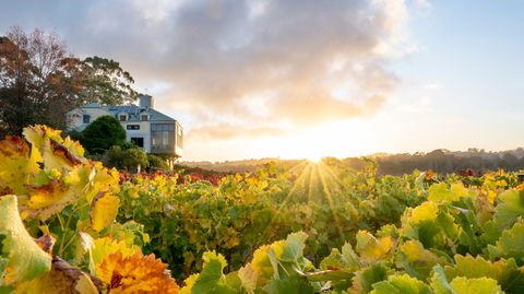 Hahndorf Hill Winery - Accommodation Gladstone 0
