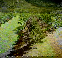 Gartelmann Wines