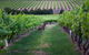 Hayes Family Wines - thumb 1