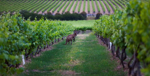 Hayes Family Wines - Accommodation Gladstone 1