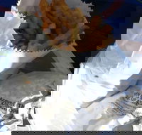 Ragenovich Bros Chickens