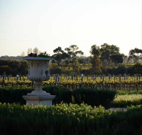 Angas Plains Wines Cellar Door - Accommodation Gladstone 1