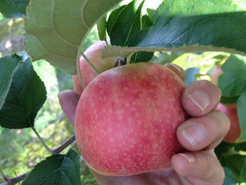 Darkes Glenbernie Orchard - Accommodation Gladstone 0