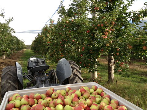 Darkes Glenbernie Orchard - Accommodation Gladstone 2