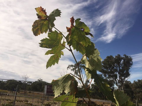 Banca Ridge Cellar Door And Vineyard - Accommodation Gladstone 0