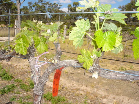 Banca Ridge Cellar Door And Vineyard - Accommodation Gladstone 1