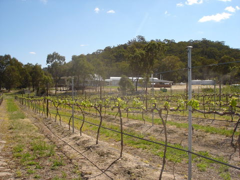 Banca Ridge Cellar Door And Vineyard - Accommodation Gladstone 2