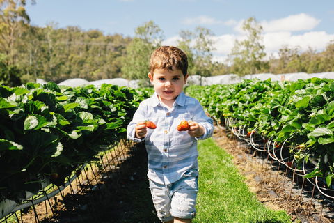 Hillwood Berries Farmgate & Pick Your Own - Accommodation Gladstone 0