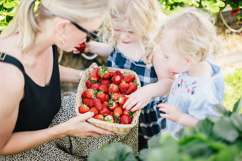 Hillwood Berries Farmgate & Pick Your Own - Accommodation Gladstone 2