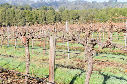 Paisley Wines - Accommodation Gladstone 2