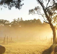 Spot Pea - Accommodation Gladstone
