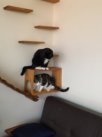Hobart Cat Cafe - Accommodation Gladstone 0