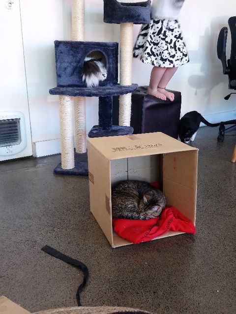 Hobart Cat Cafe - Accommodation Gladstone 3