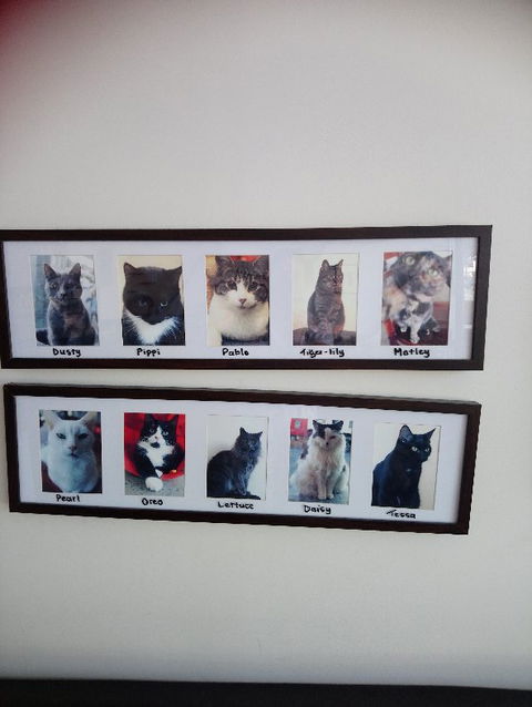 Hobart Cat Cafe - Accommodation Gladstone 4