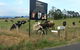 Ashgrove - thumb 1
